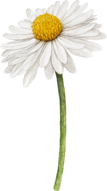 Daisy Flower Watercolor